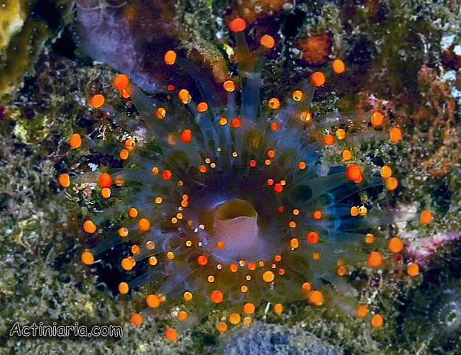 pseudocorynactis_caribbeorum_1.jpg