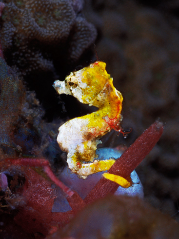 Pontohi_pygmy_seahorse_06a.jpg