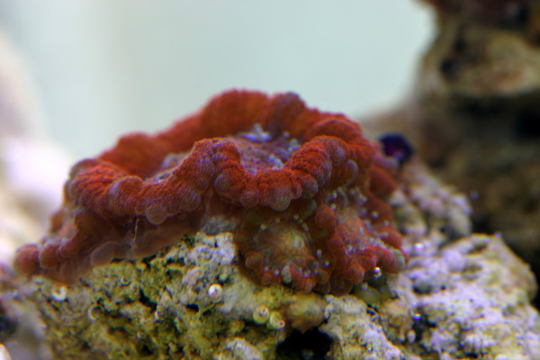 acanthastrea_gh.jpg