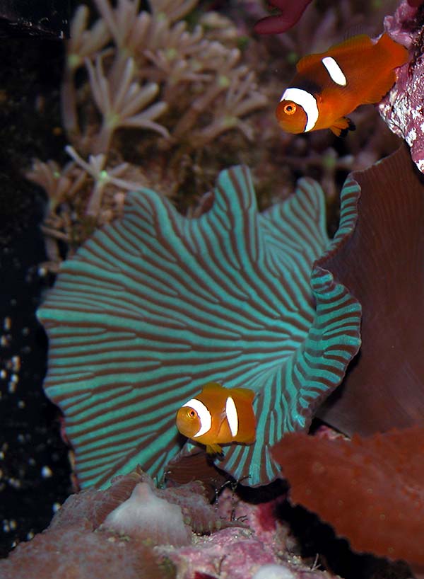 DSCN7762_stripey_longstripe.jpg