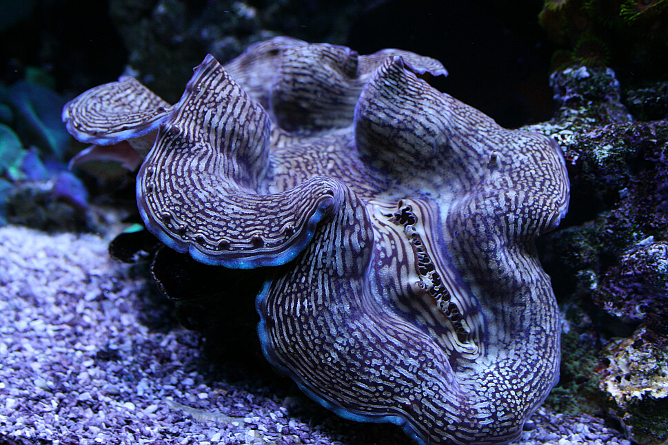 clam 08072010.JPG