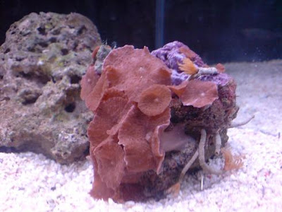 mushroom+coral.JPG