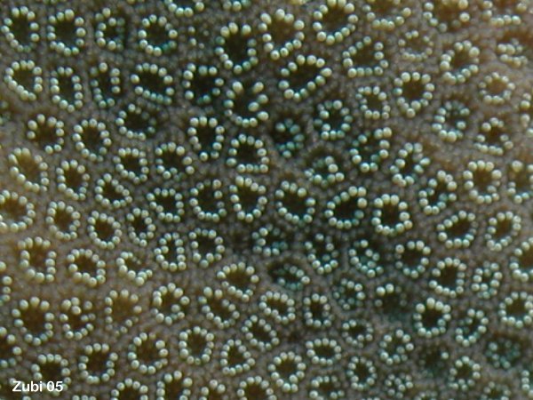 Astreopora-myriophthalma-detail.jpg