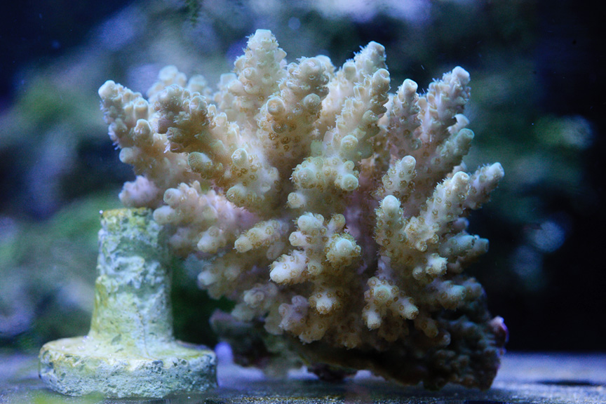 TableGreenAcro_063012-01.jpg