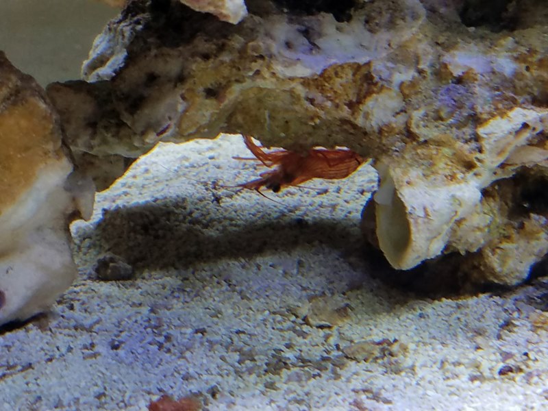 pepshrimp.jpg