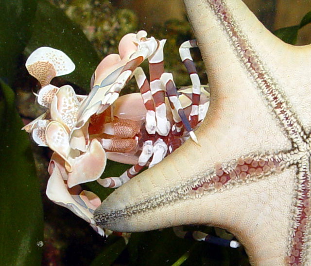 DSC04540_Starfish_Harlequin-vi.jpg