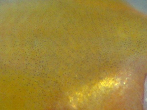 perc_360_8.jpg