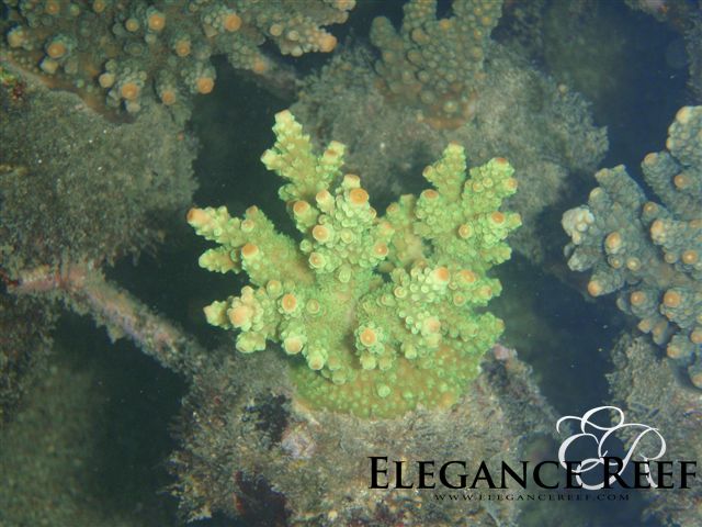 Acropora_florida_green.JPG