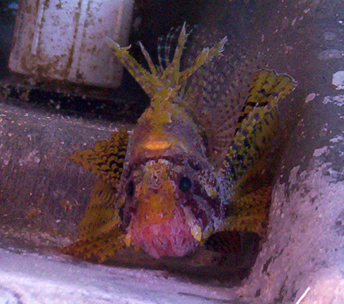 LionFish_1sm.jpg