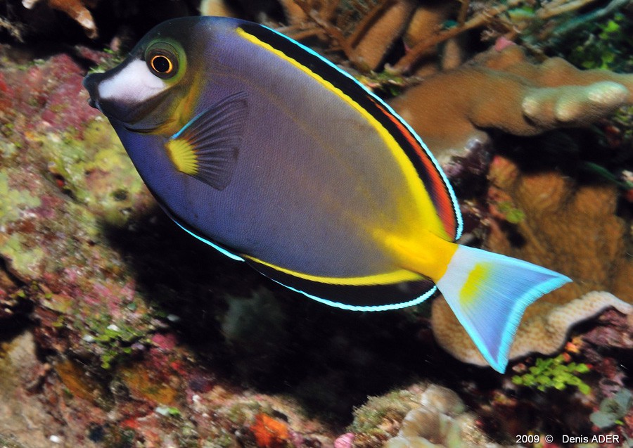Acanthurus-Japonicus-04.jpg