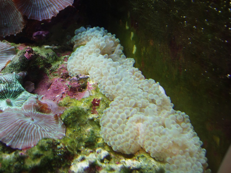 Anemone1.JPG
