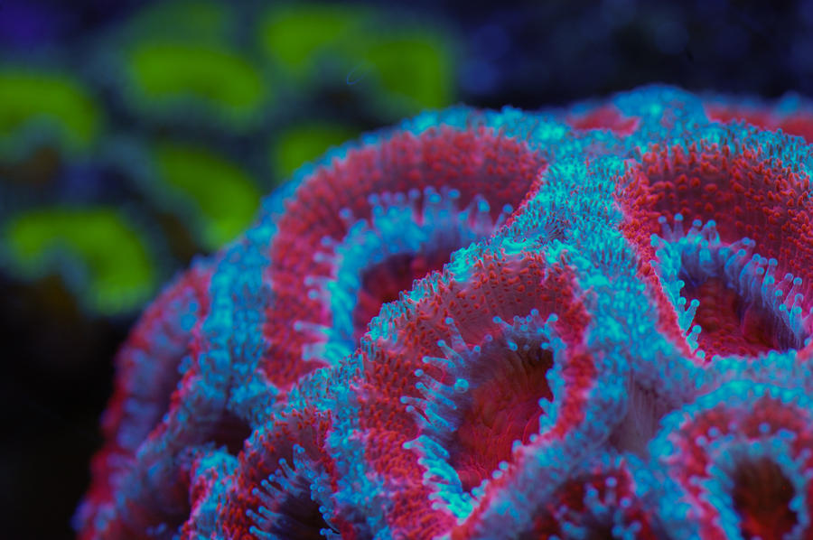 Acan_macro_jan10_by_Logzor.jpg