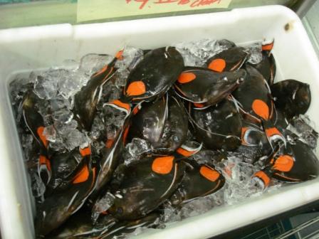 Pakukui%20fish.JPG