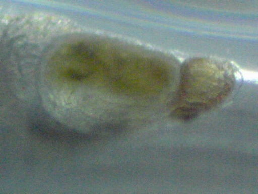 AL_287_5.jpg