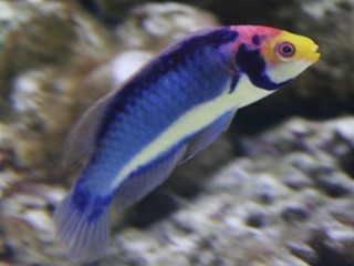 wrasse37.jpg