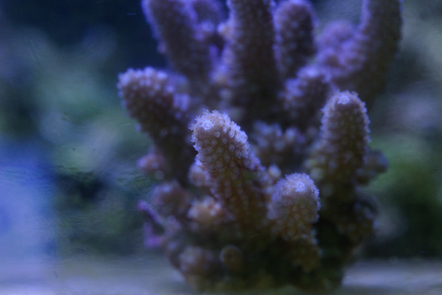 BlueAcro_063012-02.jpg