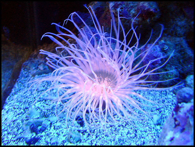 act_tube_anemone.jpg