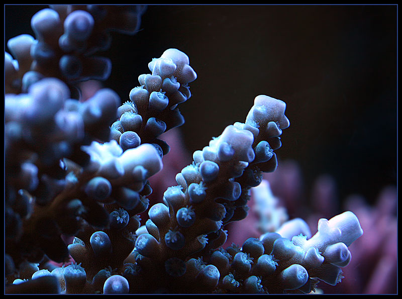594_blue_acro2.jpg
