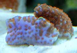Montipora_tuberculosa_bluebase_redpolyps.jpg