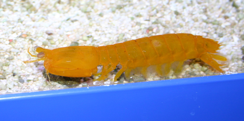 yellow_mantis.jpg