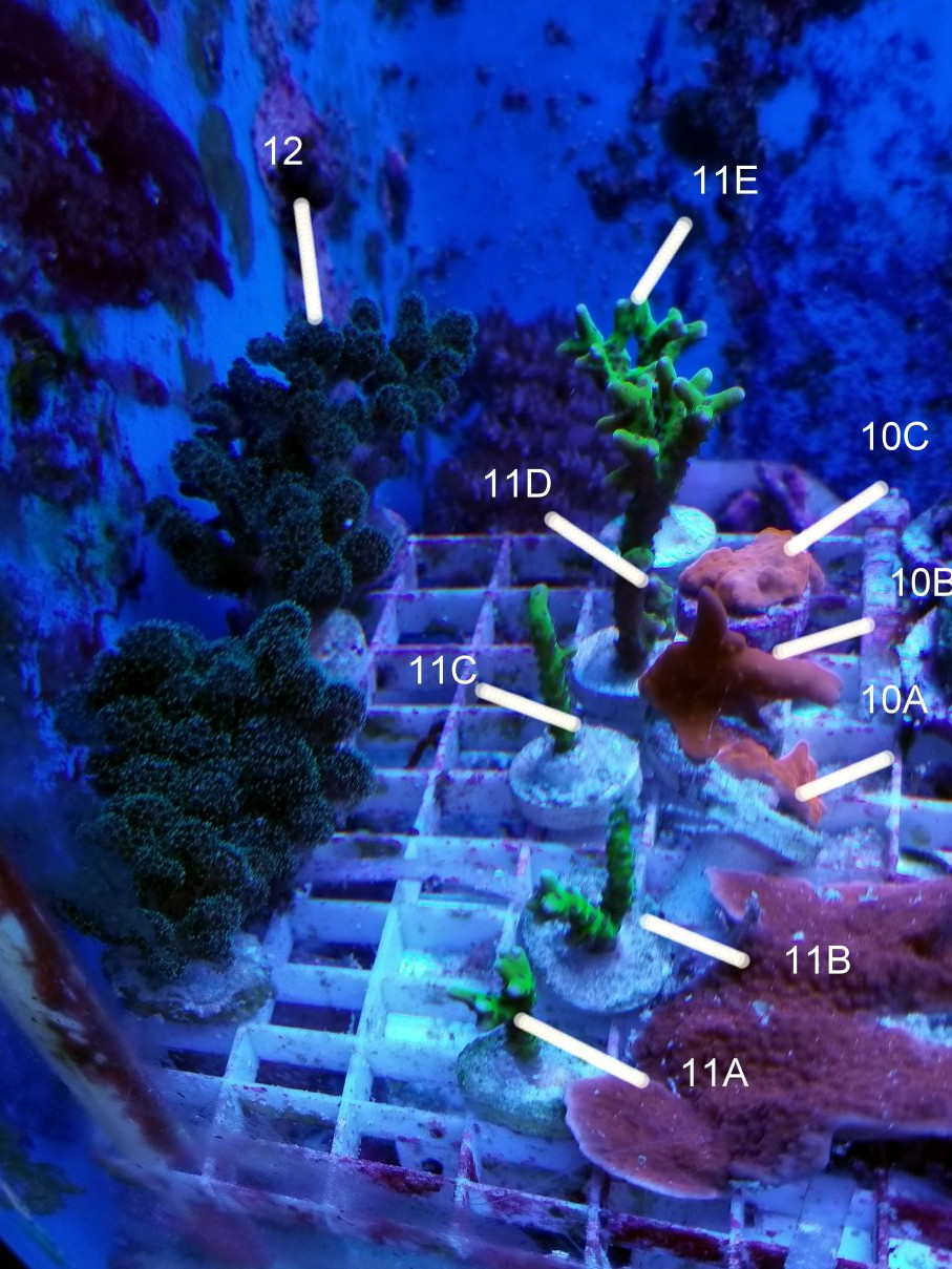 Aquarium10.jpg