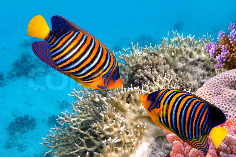 1937275-554929-regal-angelfish-in-the-red-sea-egypt.jpg