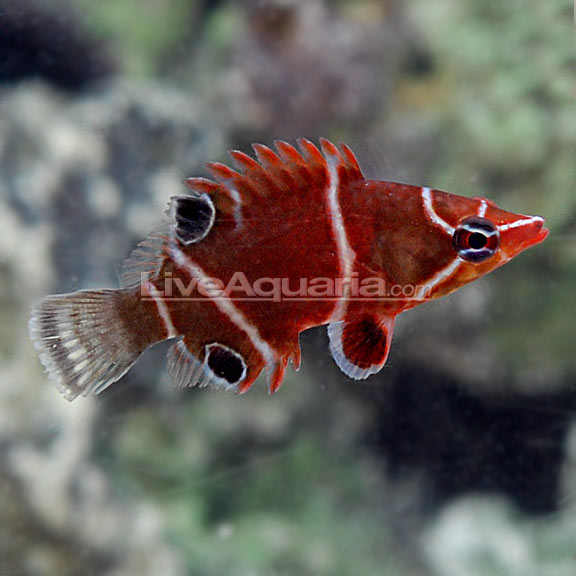 lg-74611-white-banded-possum-wrasse.jpg