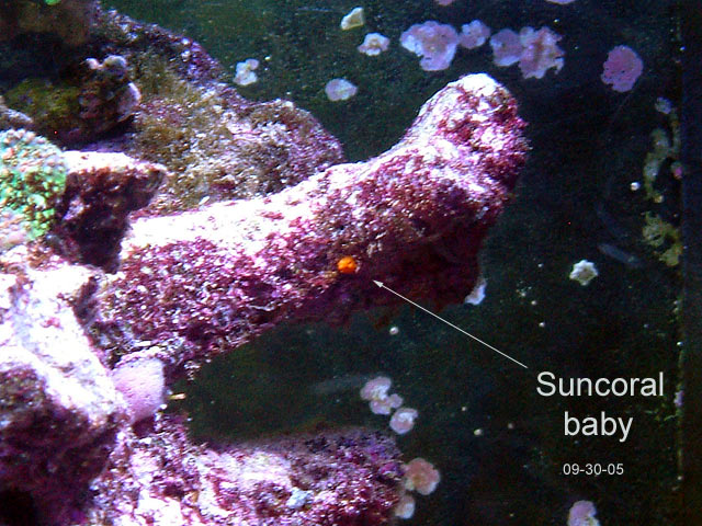 suncoral_baby_0930.jpg