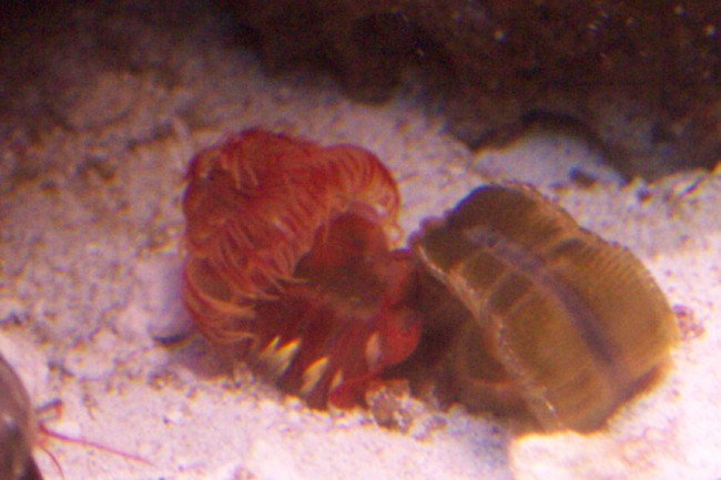 cocoworm2-vi.jpg