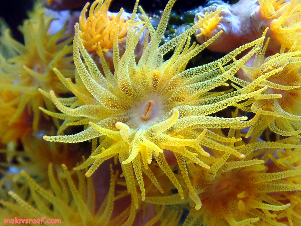 suncoral_polyp_1024x768.jpg