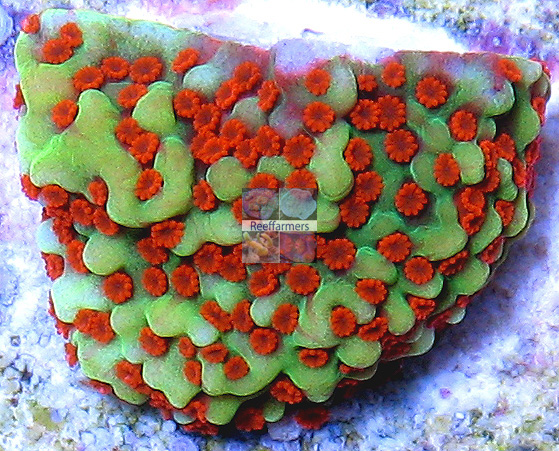 limitededition_grinchmontipora.jpg