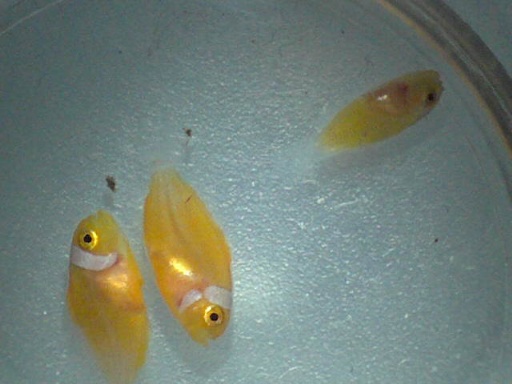 perc_360_1.jpg