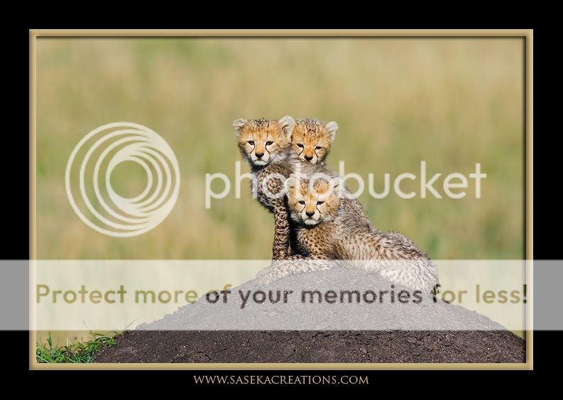 Cheetah-MasaiMaraOctober2008293.jpg