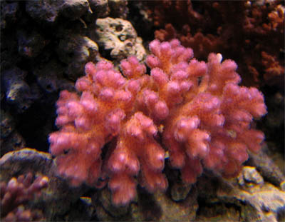 Pink_pocillopora_12-6-06.jpg