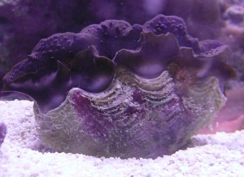 clam.jpg