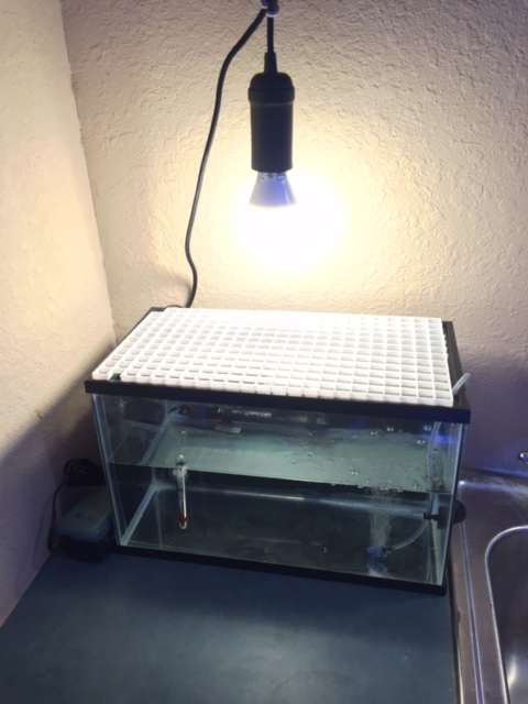 FrySetup3-19-15.JPG