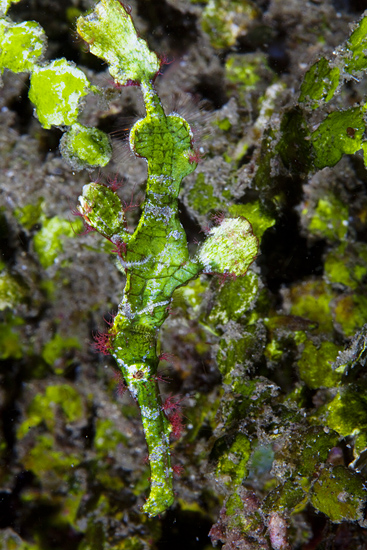 halimeda_ghost_pipefish_09l1b.jpg
