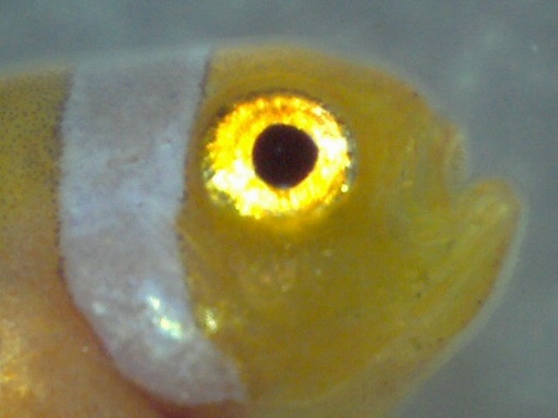 perc_360_2.jpg
