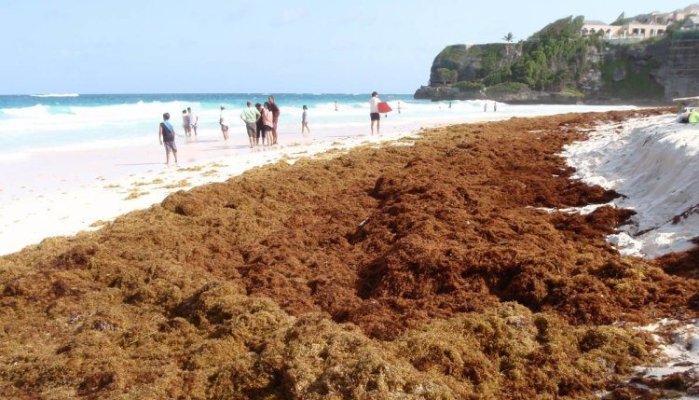 caribbeanseaweed.jpg