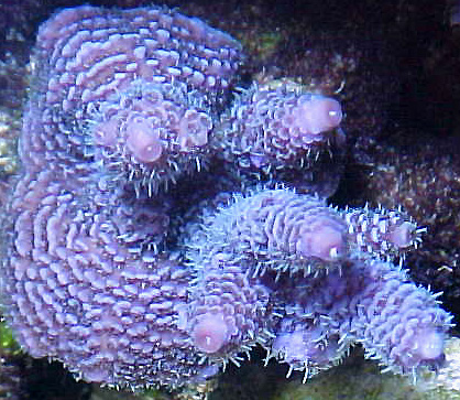 limited_acroporaprostrata.jpg