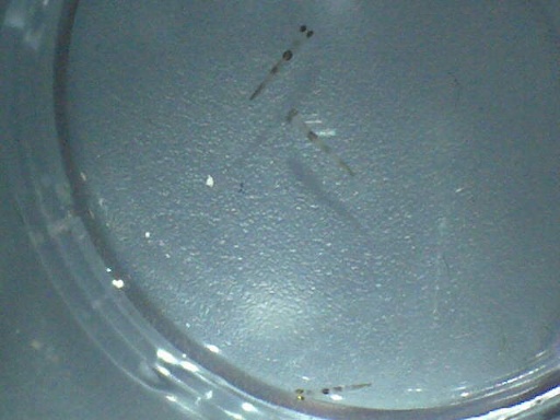 GBG_156_1.jpg