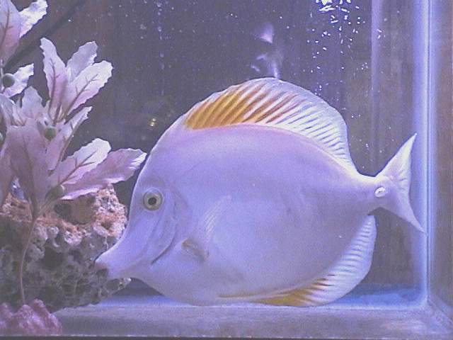 White_Tang.jpeg