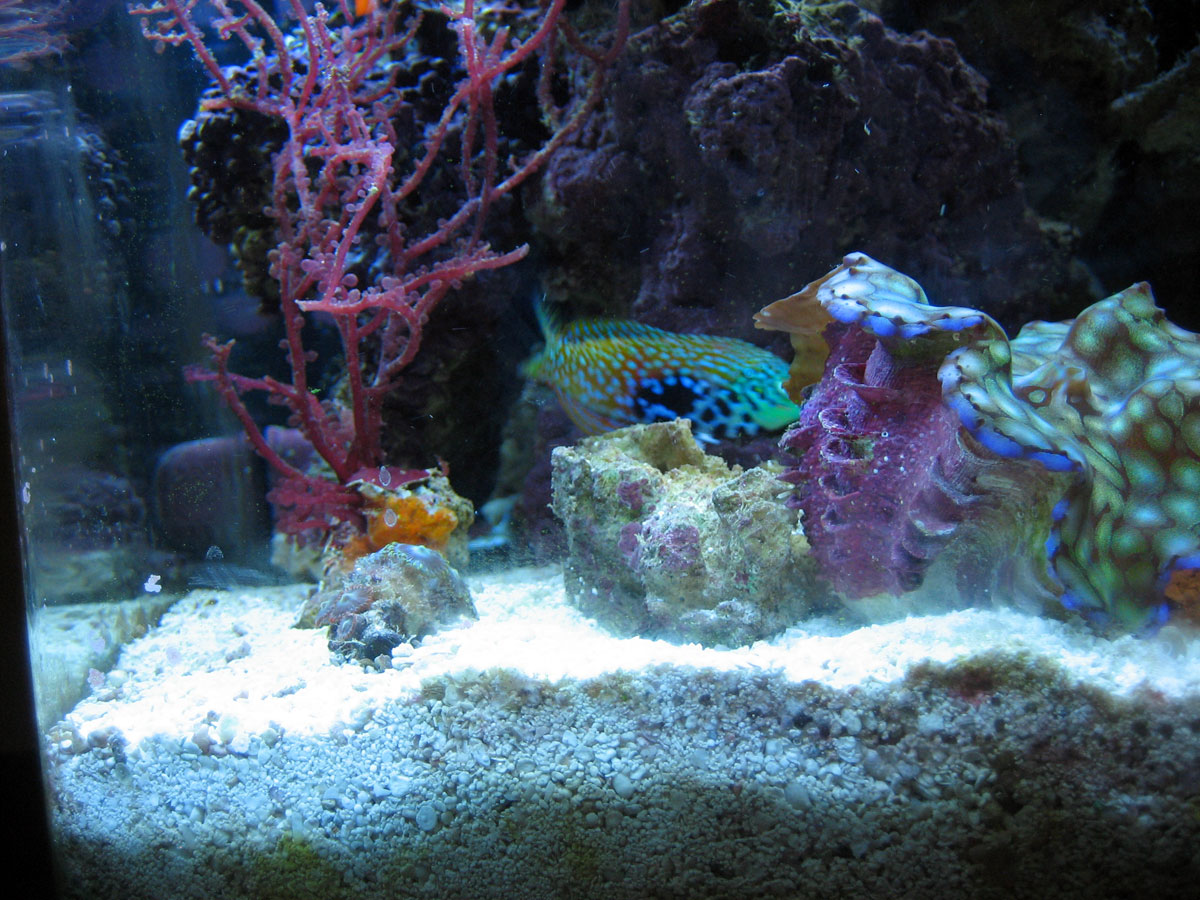 leopard-wrasse-macro.jpg