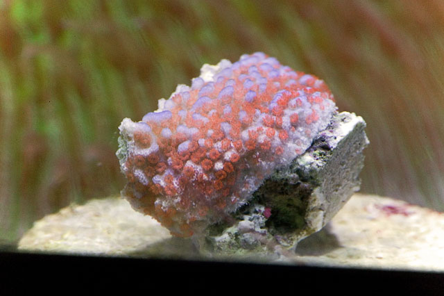 Superman-Montipora-1.jpg