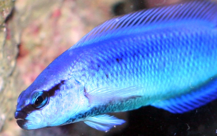 indigo-dottyback.jpg