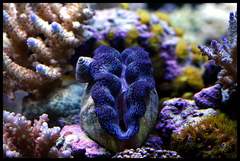 486_clam.jpg