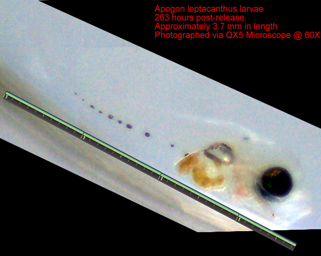 AL_263_60xcomposite.jpg