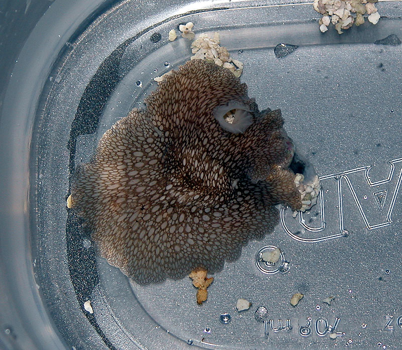 flatworm_DSCN7550.jpg