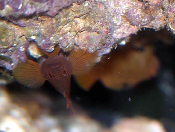 DSCN7276_rusty_pair.jpg