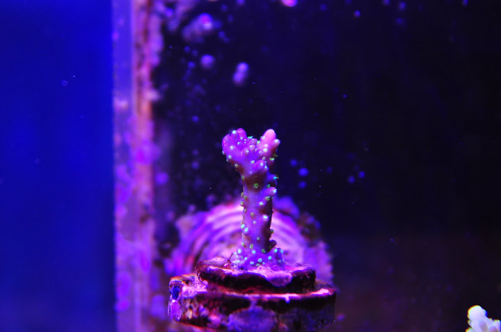 DSC_0382.JPG
